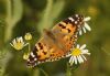 Peacock Butterfly at Paglesham Lagoon (Steve Arlow) (90947 bytes)